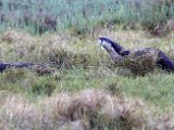 3 groot otter : frieda